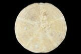 Jurassic Sea Urchin (Clypeus) Fossil - England #177059-1